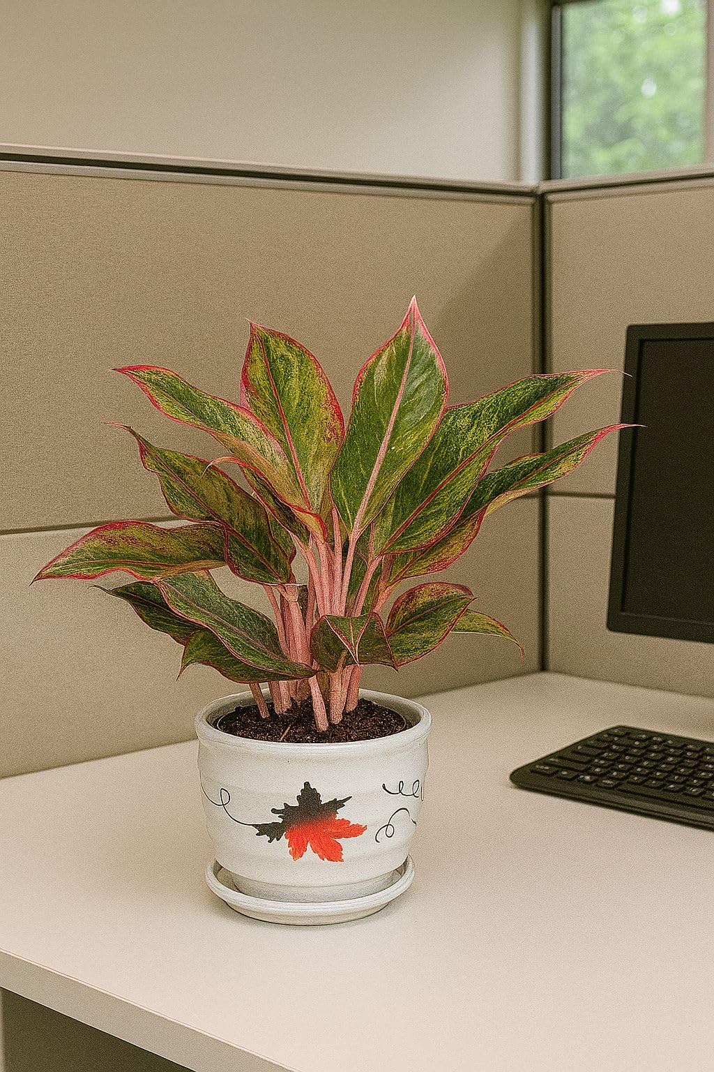 Plants World Nursery and Garden Centre Ceramic Plant Pot with Attached Saucer, Red Maple Leaf Design, 5 inches Tall x 5.8 inches Diameter, White
