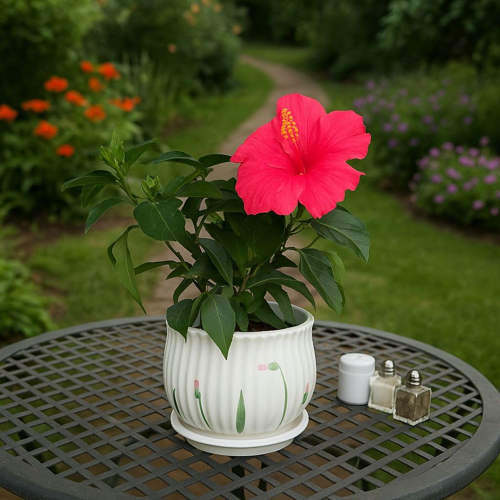 Plants World Nursery and Garden Centre Ceramic Flower Pot with Attached Saucer, White Ribbed Design with Tulip Pattern, 5.5 inches Tall x 6.75 inches Diameter