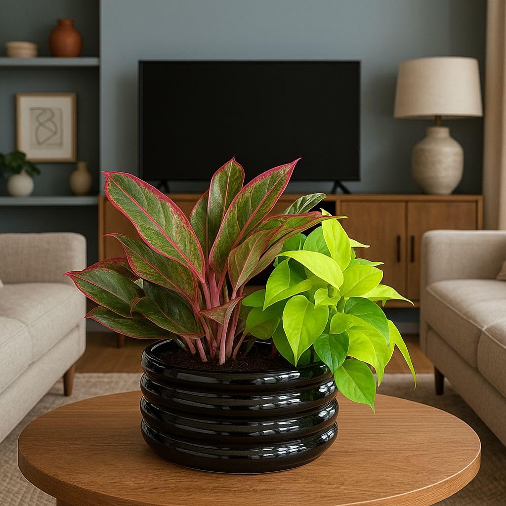 Plants World Nursery and Garden Centre Modern Ceramic Planter Pot, Black Ribbed Design, 5.2 inches Tall x 9 inches Diameter, Round